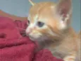 Gatos