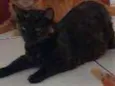 Gata