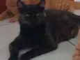 Gata