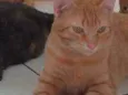 Gato