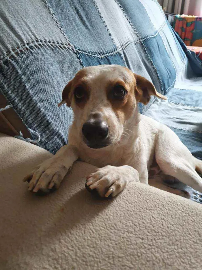 Cachorro ra a SRD idade 3 anos nome Zequinha