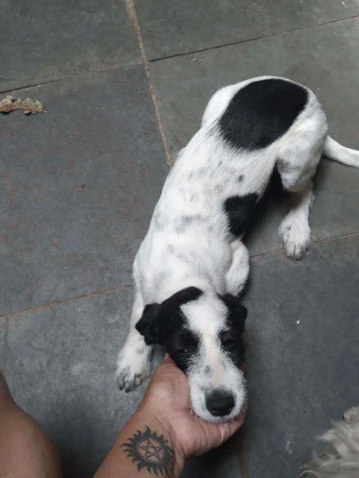 Cachorro ra a Dálmata com poodle idade 2 a 6 meses nome Patolinha