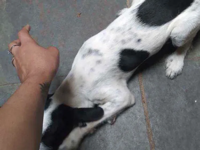 Cachorro ra a Dálmata com poodle idade 2 a 6 meses nome Patolinha