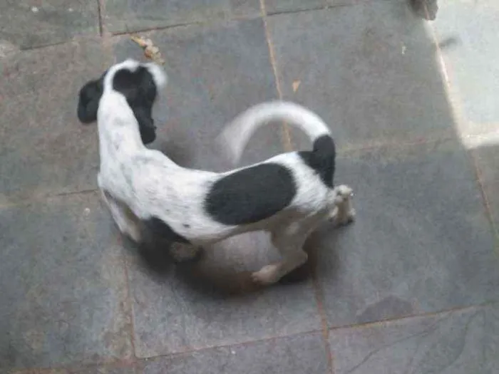 Cachorro ra a Dálmata com poodle idade 2 a 6 meses nome Patolinha