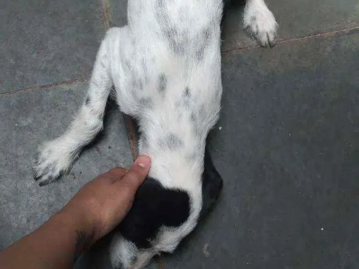 Cachorro ra a Dálmata com poodle idade 2 a 6 meses nome Patolinha