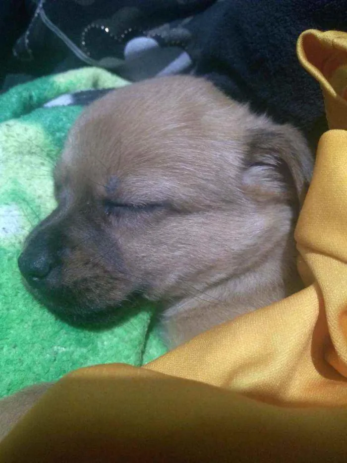 Cachorro ra a Vira lata idade 2 a 6 meses nome Perola