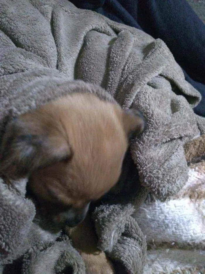 Cachorro ra a Vira lata idade 2 a 6 meses nome Perola