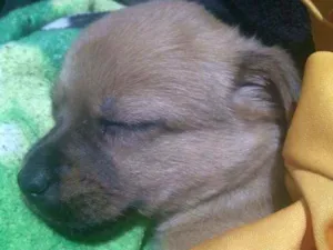 Cachorro raça Vira lata idade 2 a 6 meses nome Perola