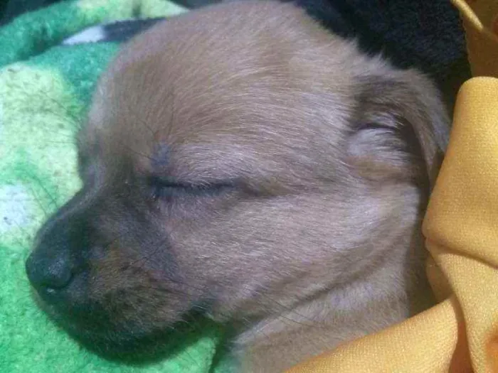 Cachorro ra a Vira lata idade 2 a 6 meses nome Perola
