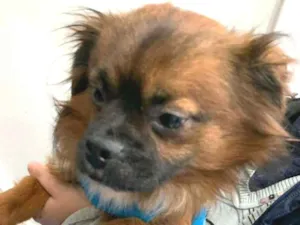 Cachorro raça SRD-ViraLata idade 3 anos nome DUKE