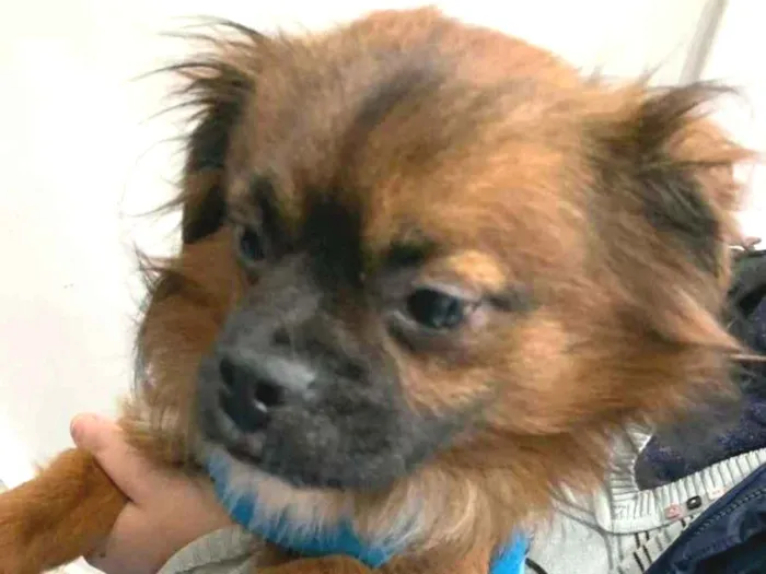 Cachorro raça SRD-ViraLata idade 3 anos nome DUKE