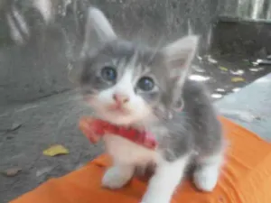 Gato raça Siames idade 2 a 6 meses nome Fofura