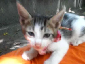 Gato raça Diferente idade 2 a 6 meses nome Pom pom