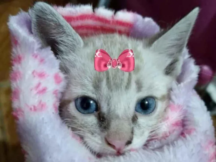 Gato ra a Mestiça  idade 2 a 6 meses nome Mina 