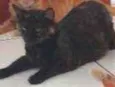 Gata