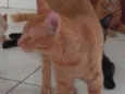 Gato