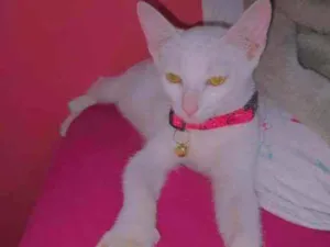 Gato raça  idade 2 a 6 meses nome Sem Nome