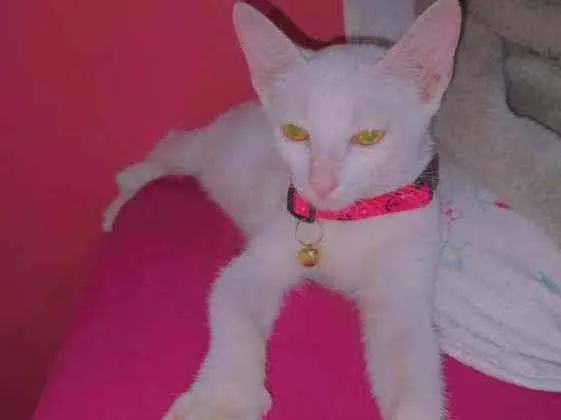 Gato ra a  idade 2 a 6 meses nome Sem Nome