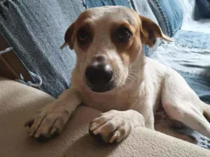 Cachorro raça SRD idade 3 anos nome Zequinha