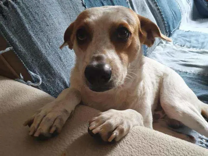 Cachorro ra a SRD idade 3 anos nome Zequinha