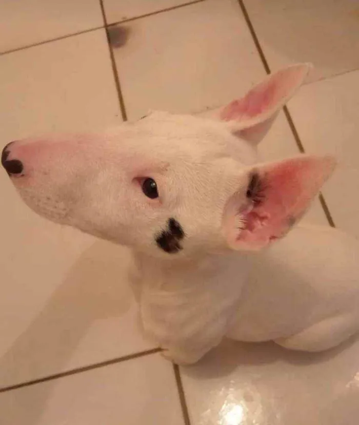 Cachorro ra a Bull terrier idade 2 a 6 meses nome Bruto