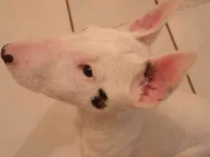 Cachorro raça Bull terrier idade 2 a 6 meses nome Bruto