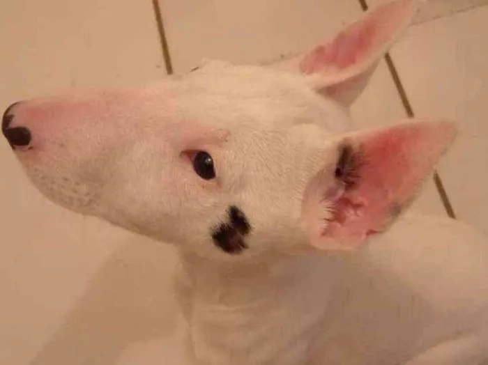 Cachorro ra a Bull terrier idade 2 a 6 meses nome Bruto