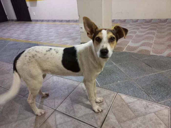 Cachorro raça vira lata  idade 2 anos nome Por enquanto é Zoe