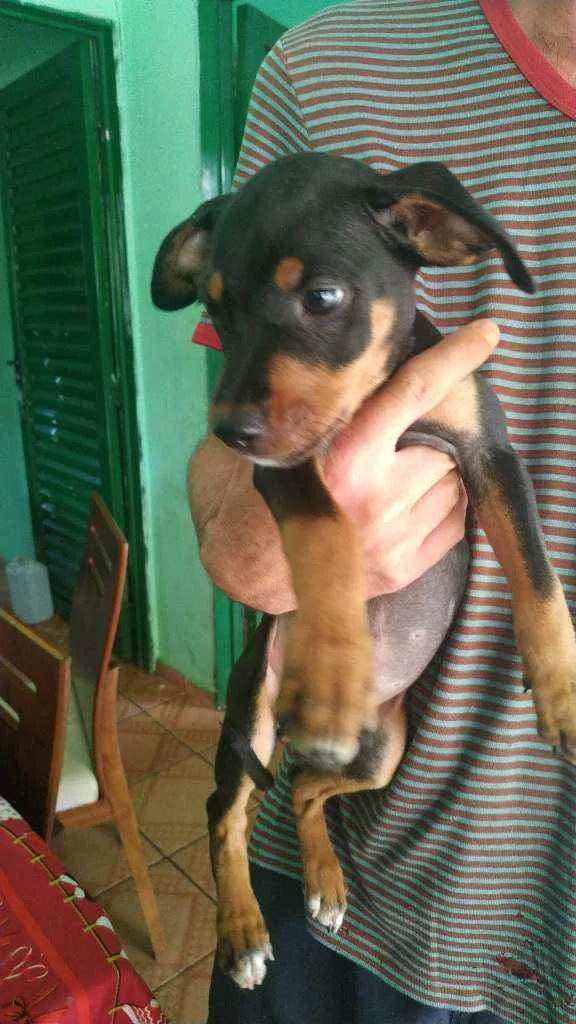 Cachorro ra a Minturandos com Pitbull idade 2 a 6 meses nome Não tem 