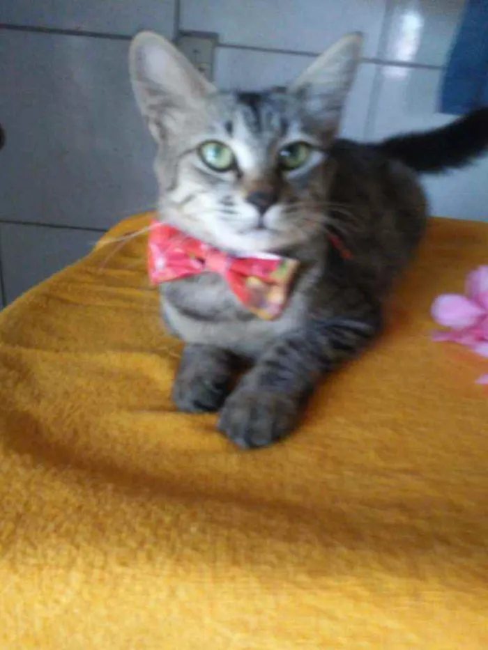 Gato ra a Tigresa peluda idade 7 a 11 meses nome Tigresa