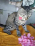 Tigresa