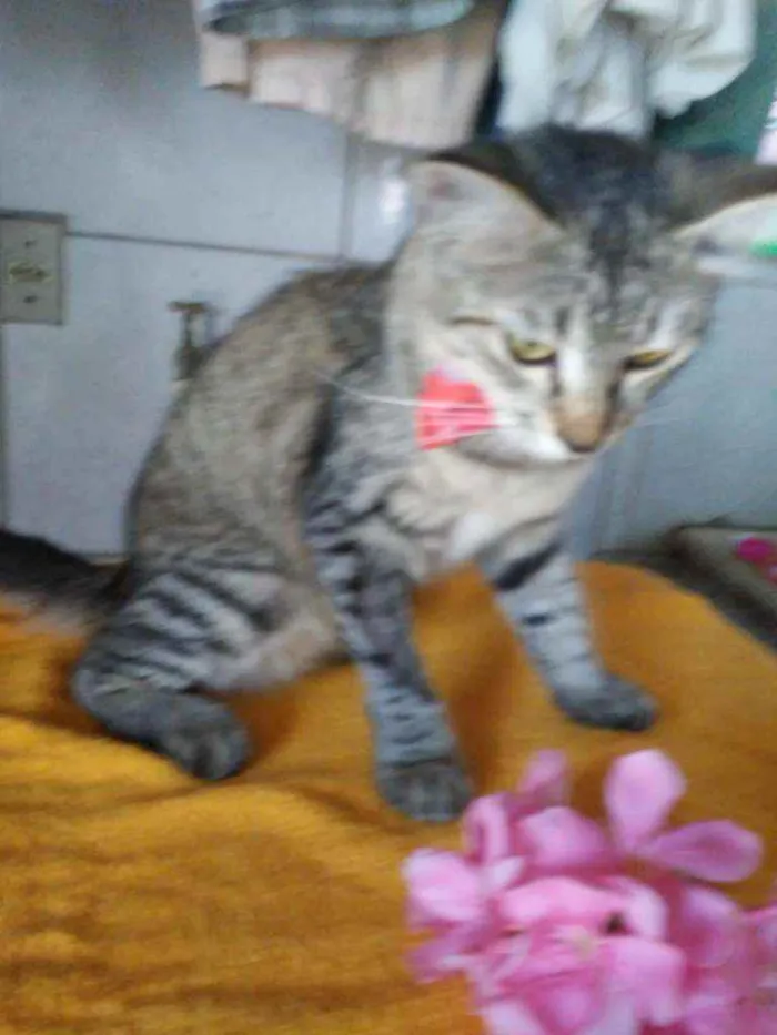 Gato ra a Tigresa peluda idade 7 a 11 meses nome Tigresa