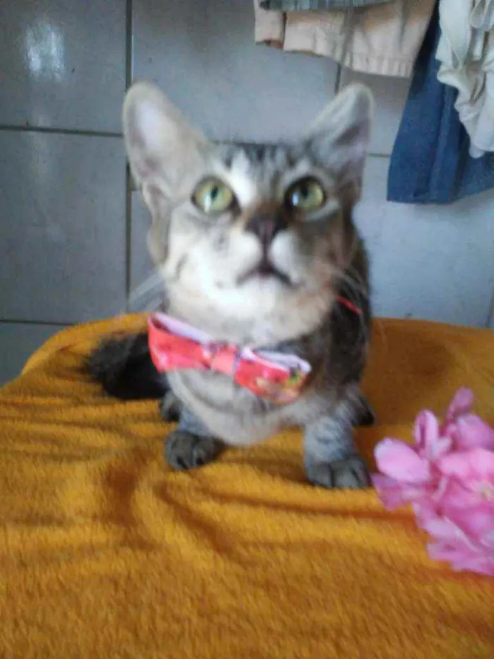 Gato ra a Tigresa peluda idade 7 a 11 meses nome Tigresa