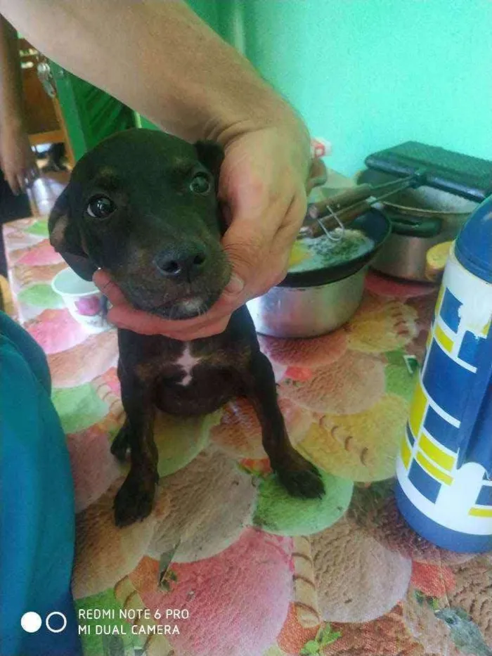 Cachorro ra a Minturandos com Pitbull idade 2 a 6 meses nome Não tem 