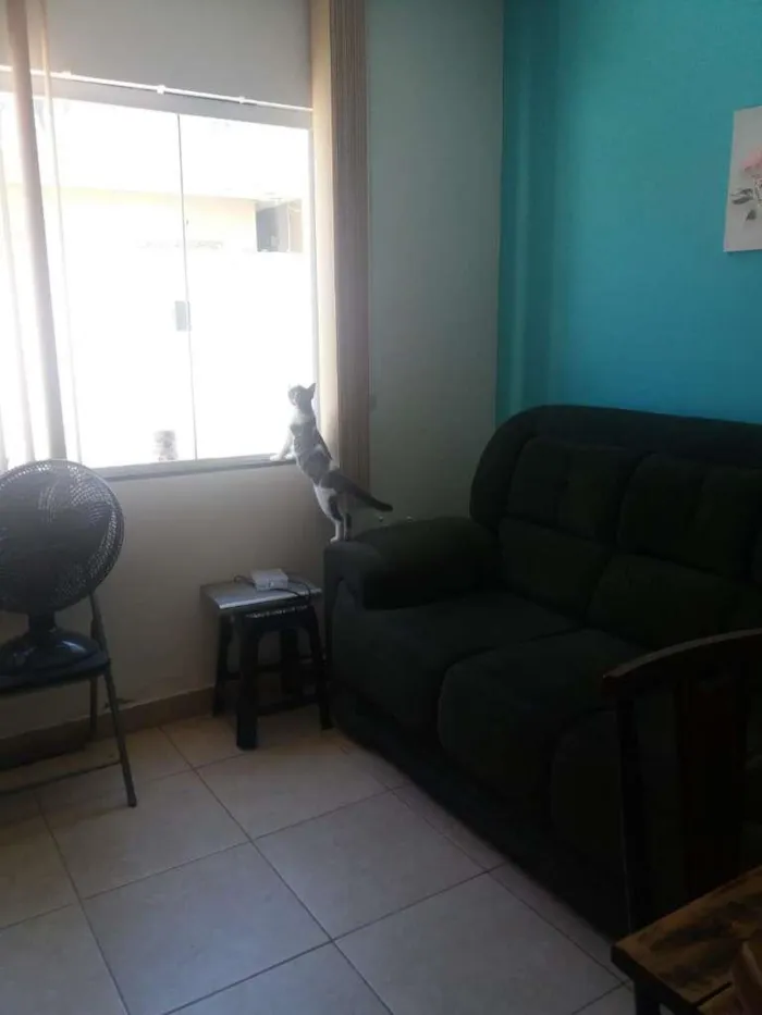 Gato raça Mestiço idade 1 ano nome Lion