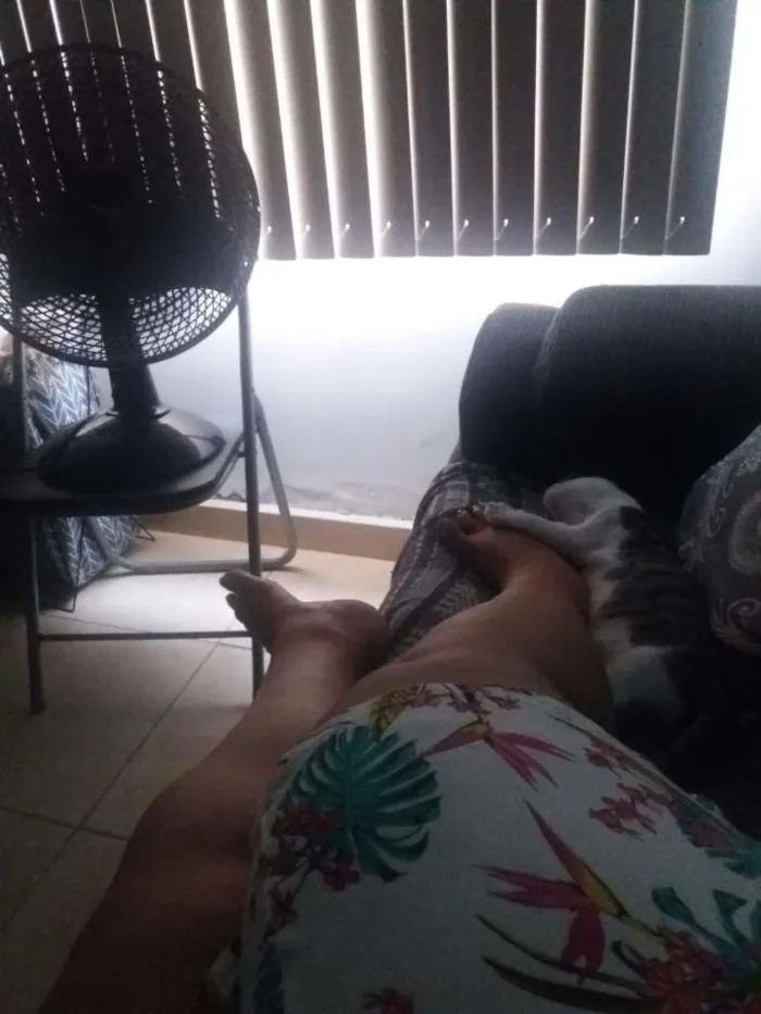Gato raça Mestiço idade 1 ano nome Lion