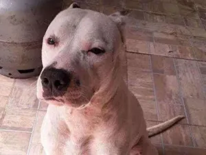 Cachorro raça SRD (Pitbull com SRD) idade 4 anos nome Spike