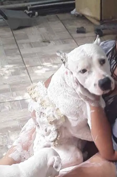 Cachorro raça SRD (Pitbull com SRD) idade 4 anos nome Spike