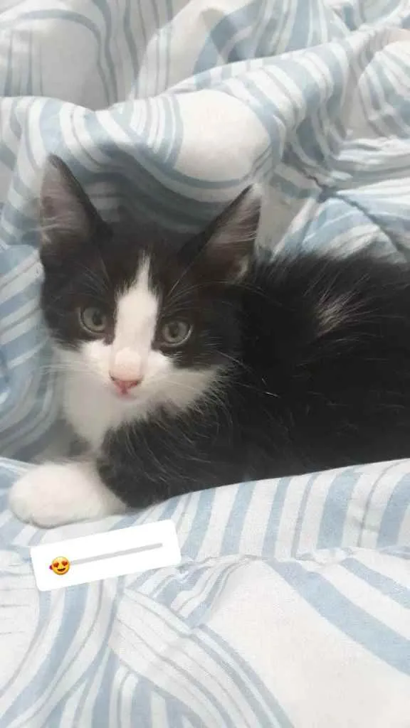 Gato ra a  idade 2 a 6 meses nome Julia e Rafaela