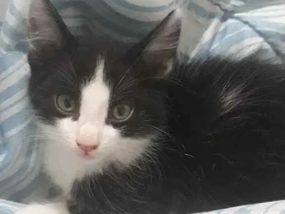 Gato ra a  idade 2 a 6 meses nome Julia e Rafaela