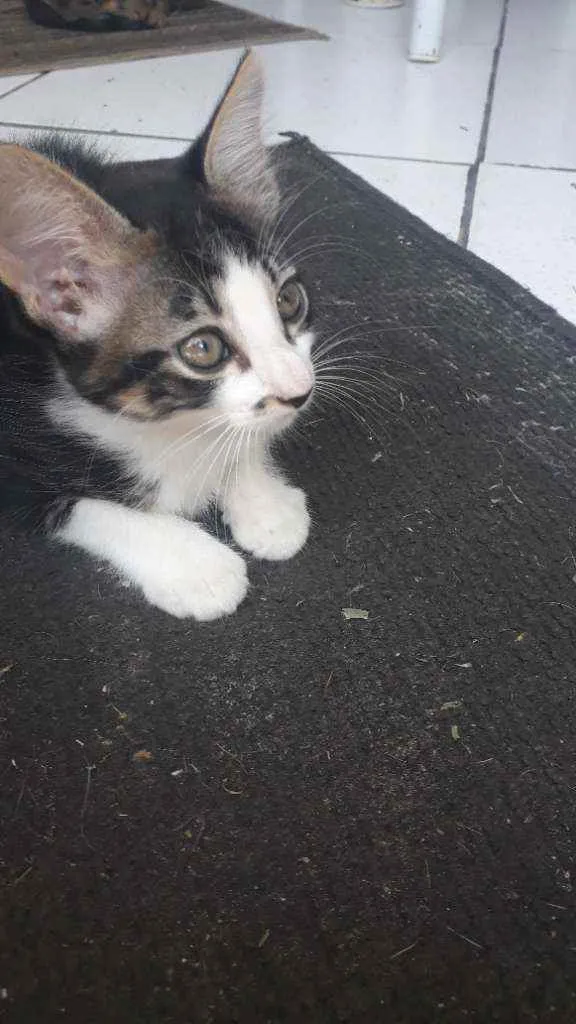 Gato ra a  idade 2 a 6 meses nome Julia e Rafaela
