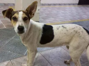 Cachorro raça vira lata  idade 2 anos nome Por enquanto é Zoe