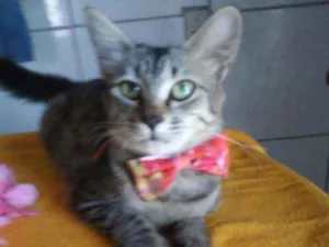 Gato raça Tigresa peluda idade 7 a 11 meses nome Tigresa