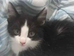 Gato raça  idade 2 a 6 meses nome Julia e Rafaela