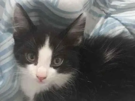 Gato ra a  idade 2 a 6 meses nome Julia e Rafaela