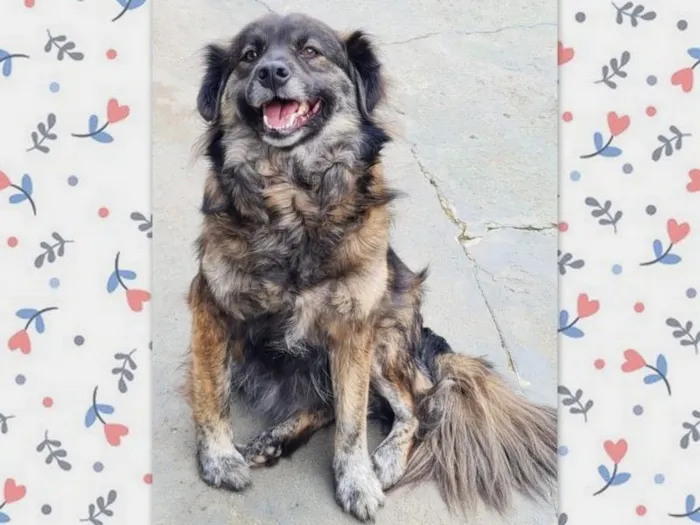 Cachorro ra a SRD-ViraLata idade 6 ou mais anos nome BRASINA