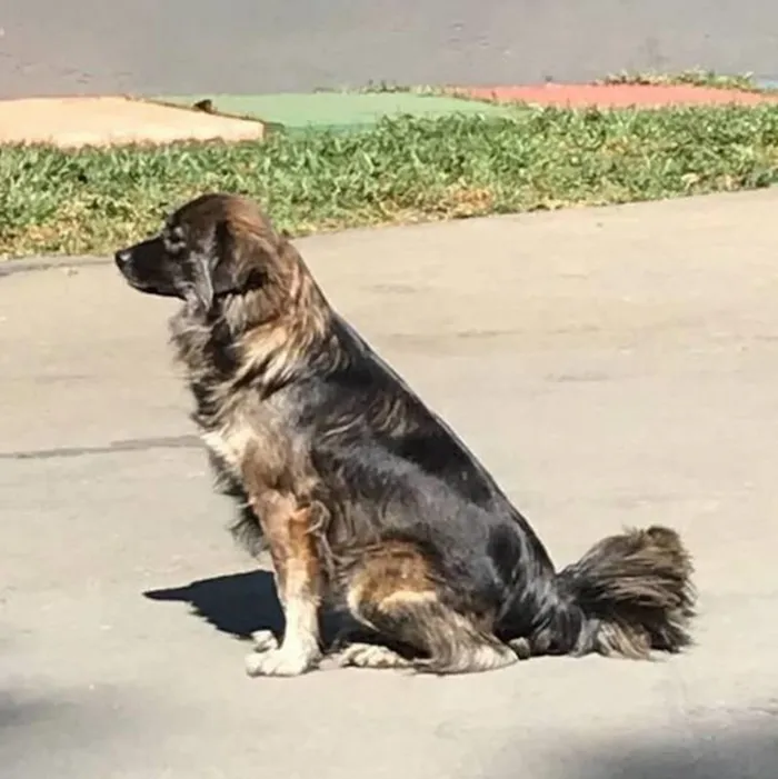 Cachorro ra a SRD-ViraLata idade 6 ou mais anos nome BRASINA
