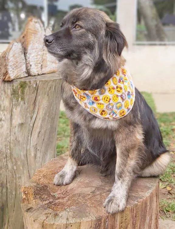 Cachorro ra a SRD-ViraLata idade 6 ou mais anos nome BRASINA