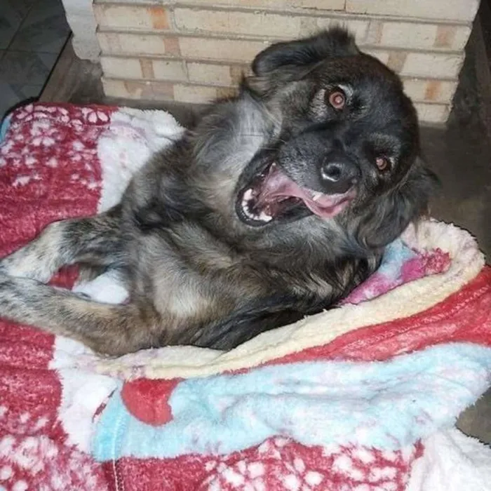 Cachorro ra a SRD-ViraLata idade 6 ou mais anos nome BRASINA