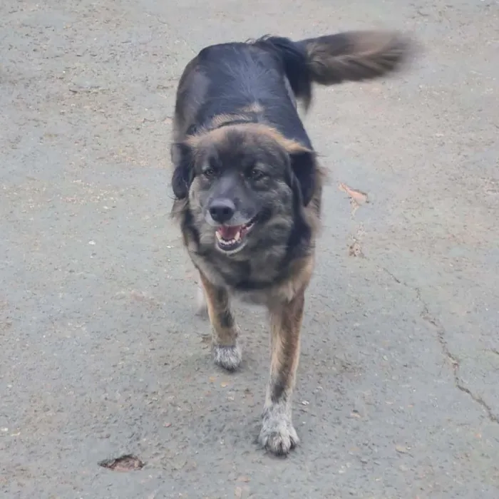 Cachorro ra a SRD-ViraLata idade 6 ou mais anos nome BRASINA